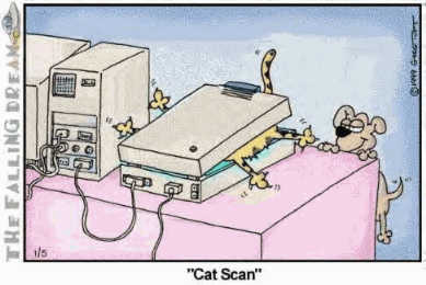 cat in scanner